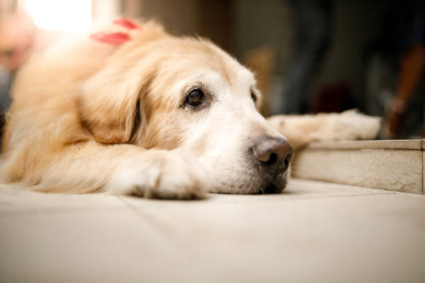 Portrait of cute dog