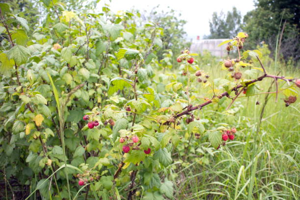 istock Sprigs on the bushes with raspberries 1162615612