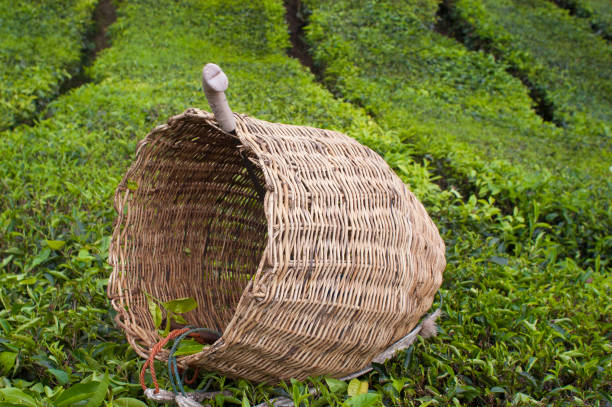 Billy For Tea 50+ Billy Tea Photos Stock Photos, Pictures & Royalty-Free Images - iStock