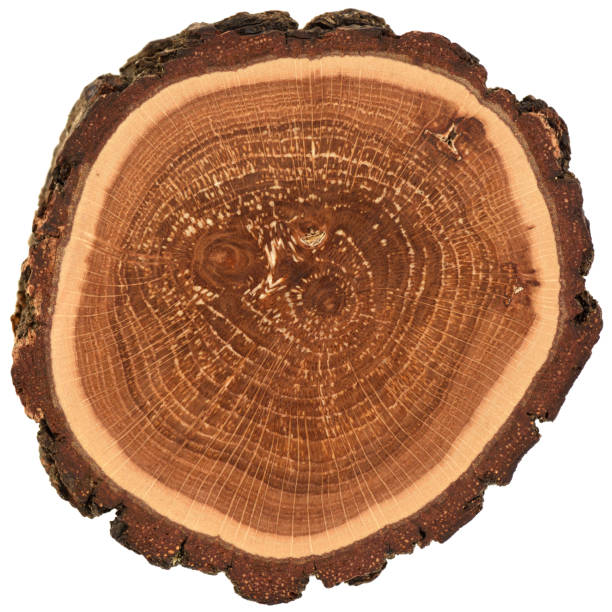 istock Irregular shape wood slab with bark and tree growth rings. Colorful oak slice texture isolated on white background 1162616197