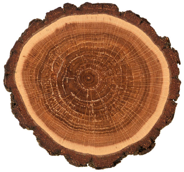 okrągła płyta drewniana z korą i pierścieniami wzrostu. kolorowa tekstura kromki dębu izolowana na białym tle - tree trunk wood old weathered zdjęcia i obrazy z banku zdjęć