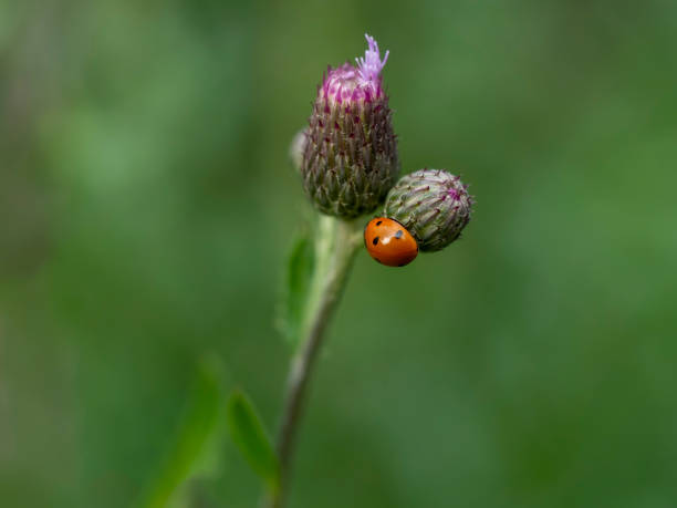 istock Ladybug on the wild purple flower 1162618306