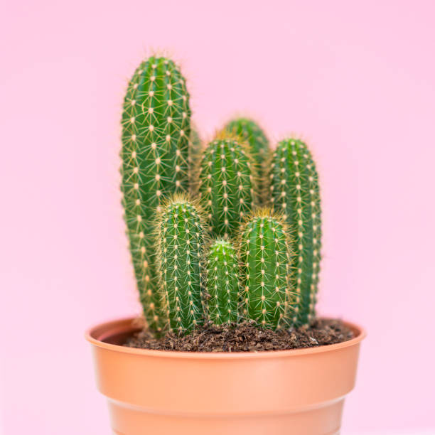 istock Cactus in a pot on pink background 1162619666