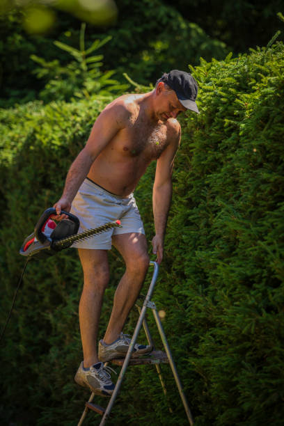 istock the man cuts the hedge 1162620226