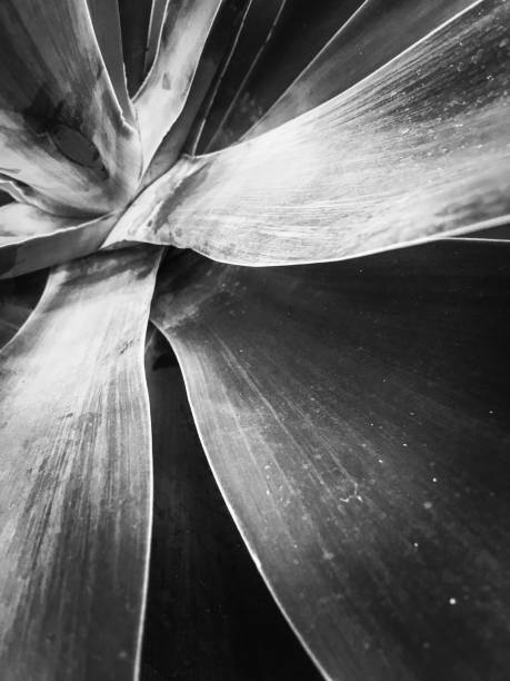 istock closeup succulent plant texture in black and white 1162620328