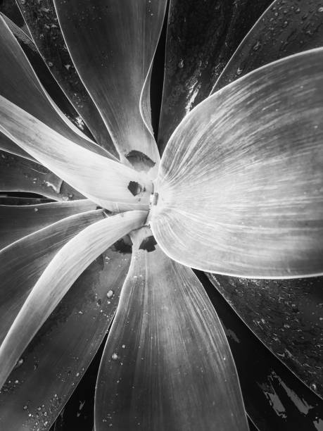 istock succulent leaves texture in black and white 1162620346