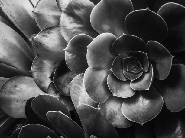 istock succulent plant texture in black and white 1162620347