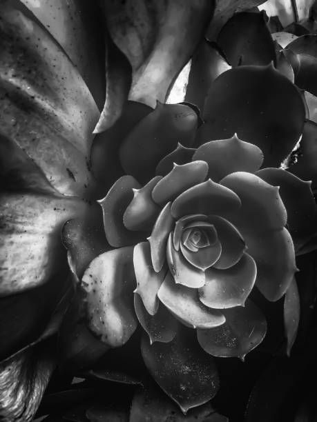 closeup succulent plant in black and white