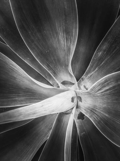 istock succulent plant texture in black and white 1162620390