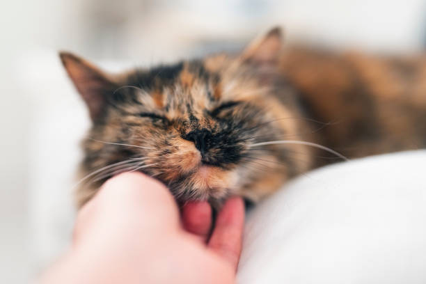 Petting A hand petting a tortoiseshell cat tortoiseshell cat stock pictures, royalty-free photos & images