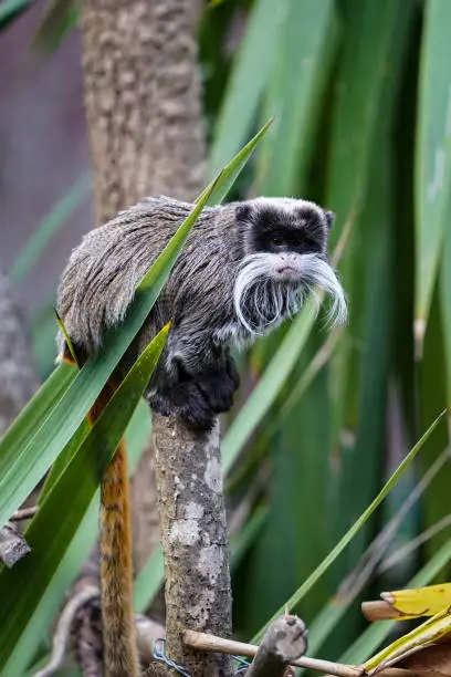 Close-up of an Emperor tamarin monkey standing on a branch looking into the camera
