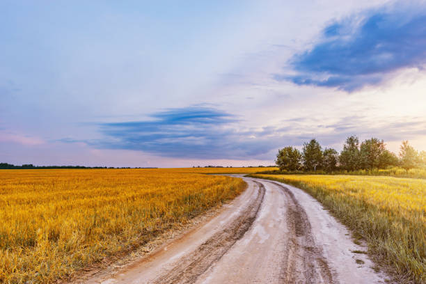 поле с рожью и дорога во время заката. - road long dirt footpath стоковые фото и изображения