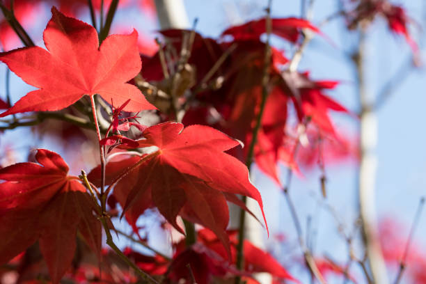 istock Japanese red maple leaves against blue sky 1162625306