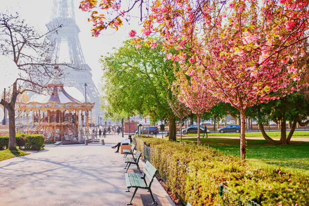 Scenic view of the Eiffel tower with cherry blossom stock photo
