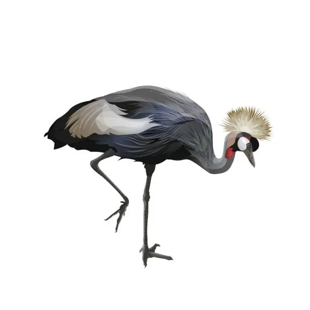 Vector illustration of Crowned crane walking