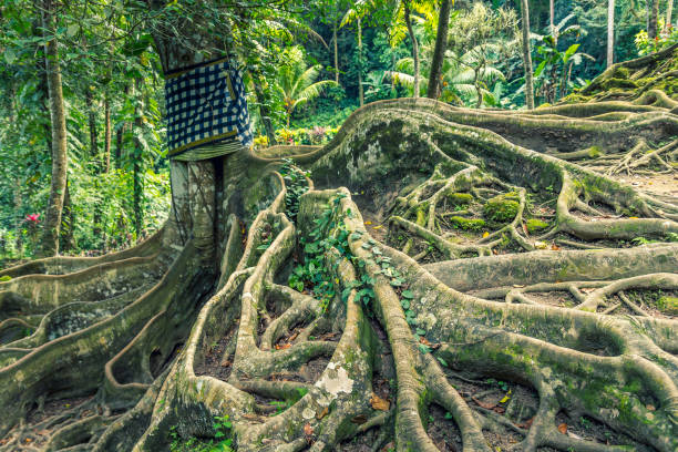 Tree in Pura Goa Gajah, Bali, Indonesia
