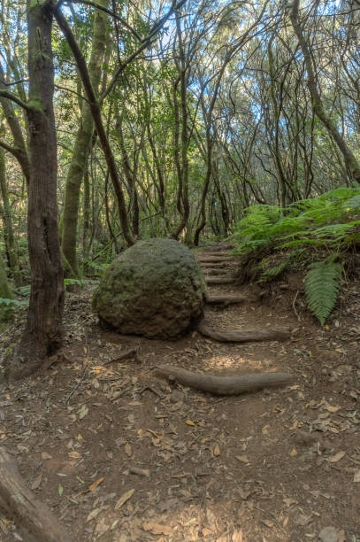 floresta relict na cordilheira do parque nacional de garajonay. louros gigantes e urze da árvore ao longo dos caminhos estreitos do enrolamento. paraíso para caminhadas. vertical. la gomera, espanha - vertical forest national forest woods - fotografias e filmes do acervo