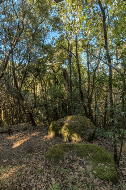 floresta relict na cordilheira do parque nacional de garajonay. louros gigantes e urze da árvore ao longo dos caminhos estreitos do enrolamento. paraíso para caminhadas. vertical. la gomera, espanha - vertical forest national forest woods - fotografias e filmes do acervo