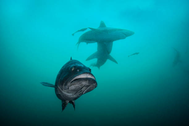 istock The Predators of the Sea 1162627573