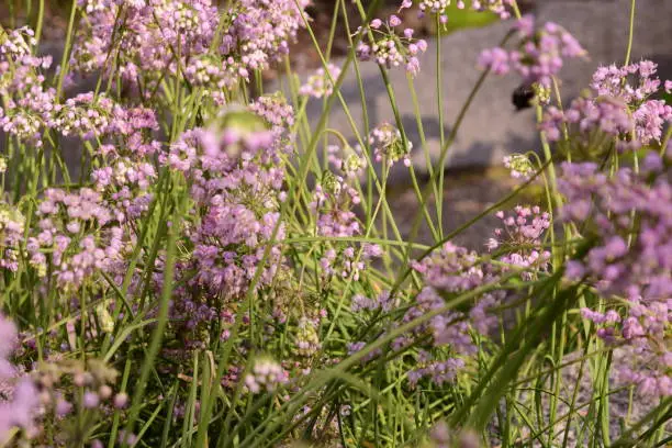 Photo of Beautiful Pink Flowers Against Morning Sunlight Light At Tumwater Falls Park