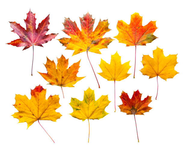 istock Colorful autumn leaves set isolated on white background 1162628154