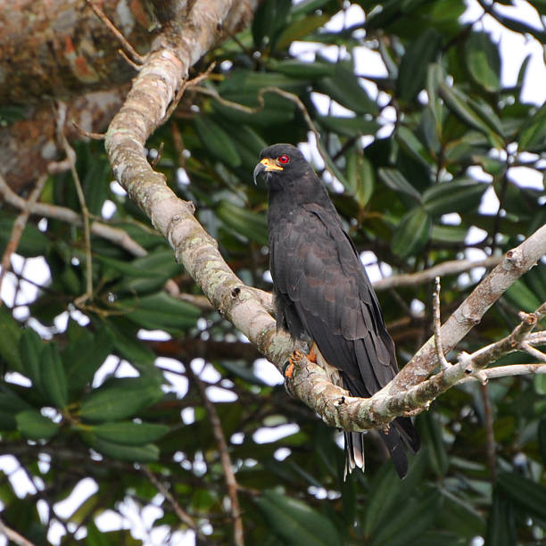 istock male snail kite, Rostrhamus sociabilis, perched in tree 116262833