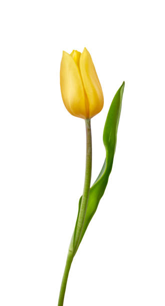 istock A yellow tulip flower isolated on a white 1162629652