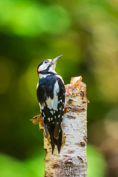 Closeup of a great spotted woodpecker (Dendrocopos major) perched in a forest Closeup of a great spotted woodpecker bird, Dendrocopos major, perched on a tree in a forest dendrocopos major great spotted woodpecker in the snow stock pictures, royalty-free photos & images
