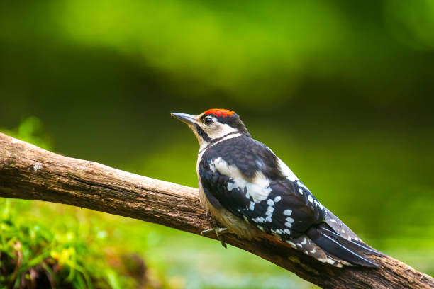 istock Closeup of a great spotted woodpecker (Dendrocopos major) perched in a forest 1162629833