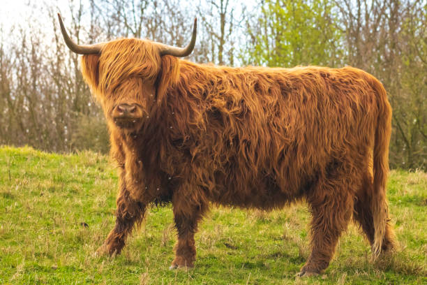 istock Highland cattle, Scottish cattle breed Bos taurus with big long horns 1162629855