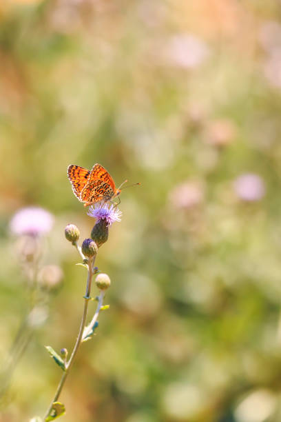 istock knapweed fritillary, Melitaea phoebe, butterfly resting and pollinating 1162629856