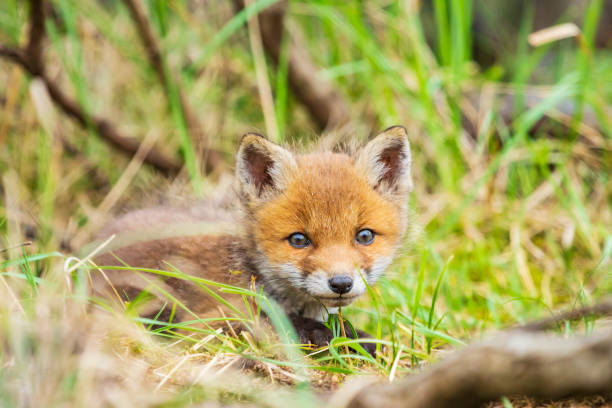 istock Wild baby red fox cub vulpes vulpes 1162629875