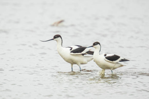 istock Pied Avocet, Recurvirostra avosetta, foraging 1162629882
