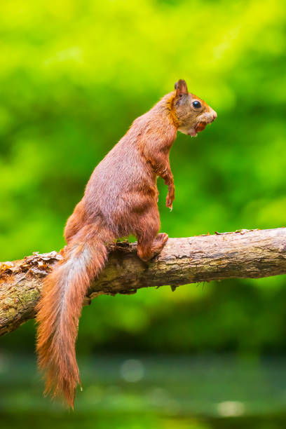 istock Curious Eurasian red squirrel, Sciurus vulgaris, running and jumping through trees in a forest 1162629962