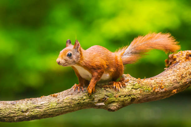 istock Curious Eurasian red squirrel, Sciurus vulgaris, running and jumping through trees in a forest 1162629966