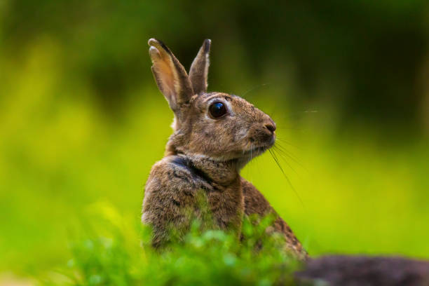 istock Closeup of a wild Rabbit Oryctolagus cuniculus in a forest 1162629989
