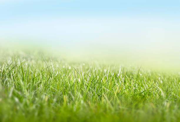 istock A background of green lush grass pastures 1162630002