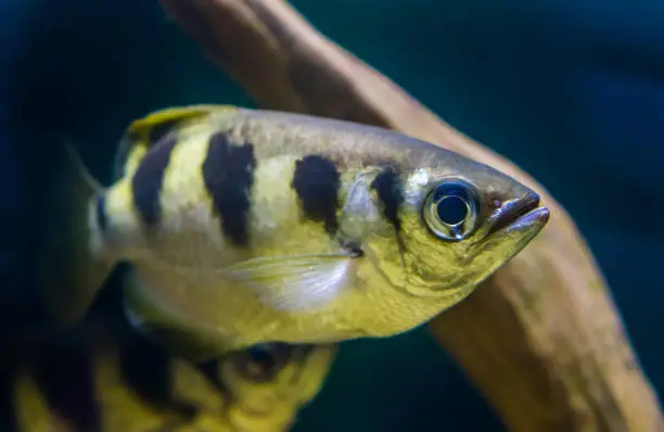 Photo of closeup portrait of a banded Archer fish, popular tropical aquarium pet, Exotic specie from the Indo-pacific ocean