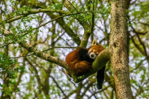 Photo of Red panda sleeping high in a tree, Endangered animal specie from Asia