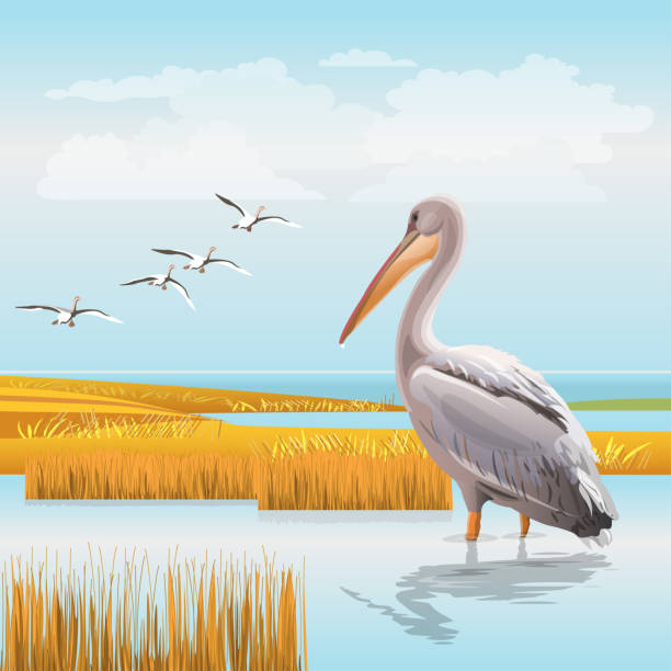 ilustrações de stock, clip art, desenhos animados e ícones de water landscape with a pelican - wildfowl