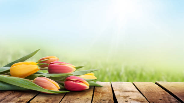 istock A bunch of tulips lying on a rustic wooden table outside on a sunny spring, summers day. 1162630280