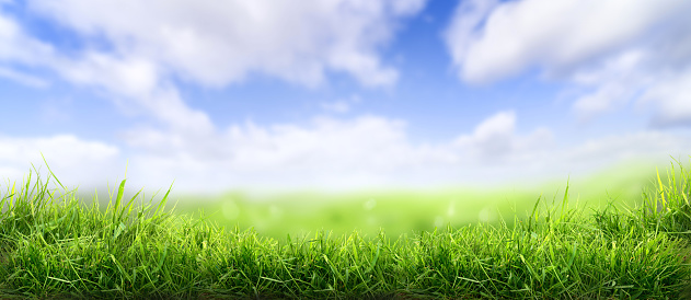 Lush spring green grass background with a summer blue sky over fields and pastures.