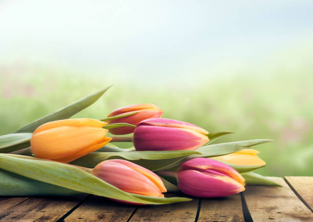 istock A bunch of tulips lying on a rustic wooden table. 1162631468