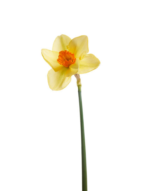 istock A yellow daffodil flower isolated against a white background. 1162631477