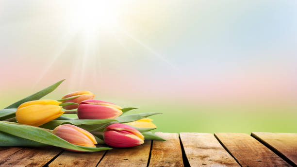 istock A bunch of tulips lying on a rustic wooden table. 1162631630