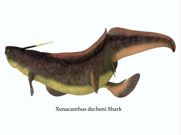 istock Xenacanthus Shark Tail with Font 1162633134
