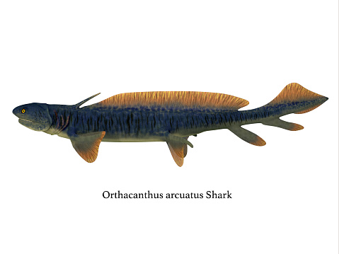 Orthacanthus was a carnivorous freshwater shark that lived in swamps of the Devonian and Carboniferous Periods.