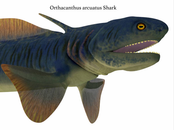istock Orthacanthus Shark Head with Font 1162633201