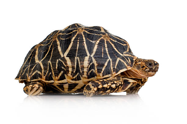 Indian Starred Tortoise - Geochelone elegans Indian Starred Tortoise - Geochelone elegans in front of a white background. geochelone elegans stock pictures, royalty-free photos & images