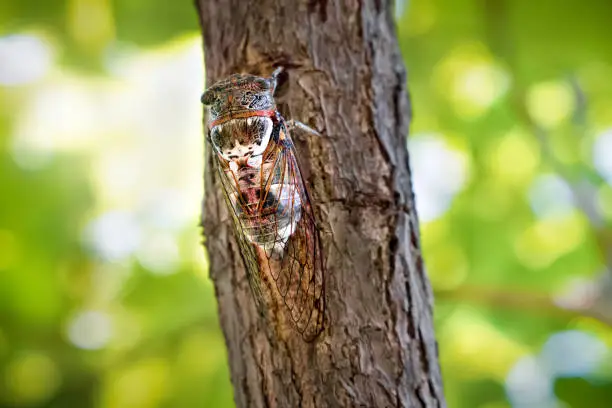 Photo of Insect Cicadidae family of cicadas. Cicadoidea insect. Eukaryota Animalia Arthropoda Tracheata Hexapoda Insecta Insecta biology. Traveling concept Australian insects. Biodiversity concept.